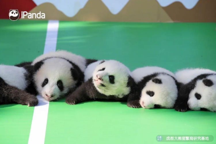​萌翻了！2022级新生大熊猫“扎堆”亮相