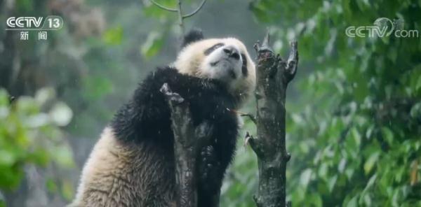 多样的生物 多样的精彩｜大熊猫：从濒危到易危 物种保护的中国范例
