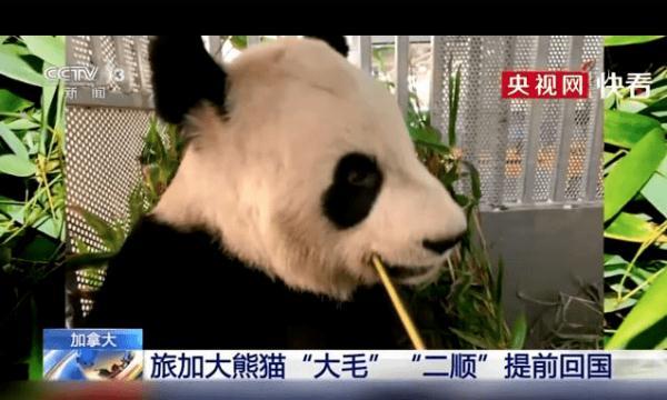 可爱！熊猫“二顺”吃竹子吃到打嗝不止，仍不肯撒手